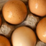 farm fresh eggs